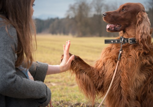 A Puppy Trainer in Peoria IL teaching a dog a new trick